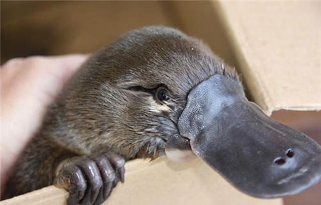 29-adorable-animals10