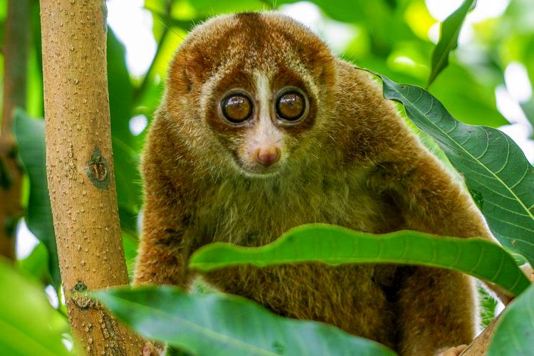 Slow-Loris-Looks-Out-Trees