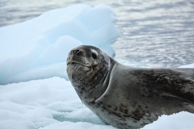 leopard-seal-on-land