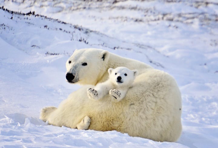 Polar-Bear-Mother-and-Newborn-Cubs-by-Michelle-Valberg-_MV84145_SM