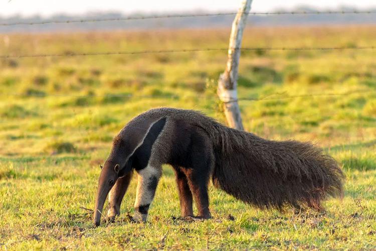 Giant-Anteater-Myrmecophaga-tridactyla