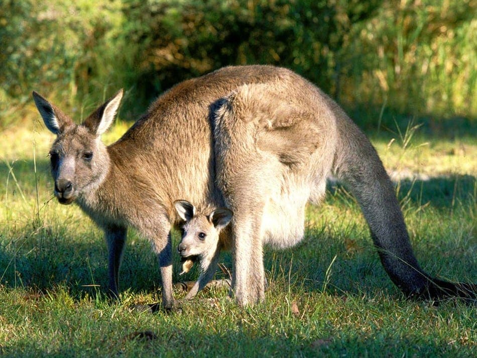 kangaroo-with-baby-wallpaper