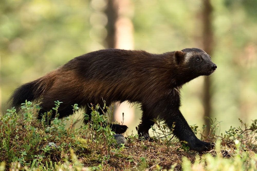Wolverine-Walking-Through-Woods.jpg.1000x0_q80_crop-smart