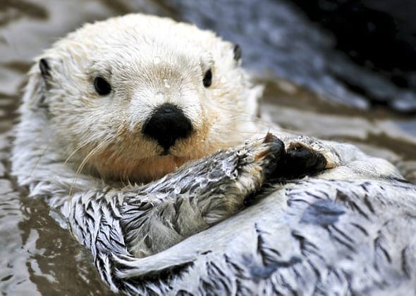 131025_WILD_ArticSeaOtter.jpg.CROP.original-original