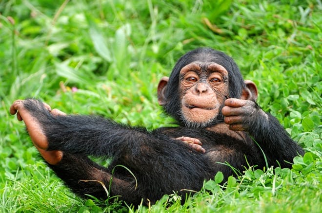 chimpanzee-baby-tambako-the-jaguar-flickr