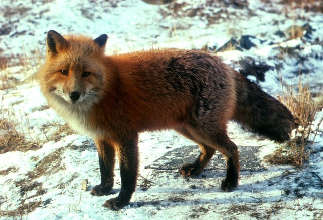 redfoxfs