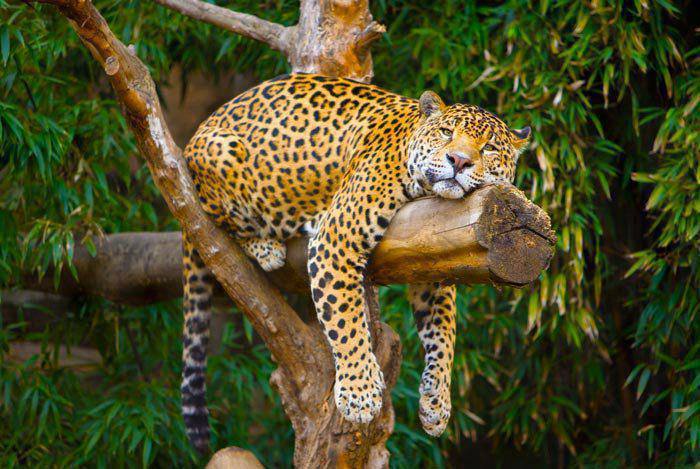 cute-big-cats-kitty-kitty-19