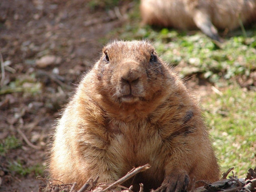 This-Adorable-Video-Will-Make-You-Instantly-Fall-in-Love-with-Prairie-Dogs