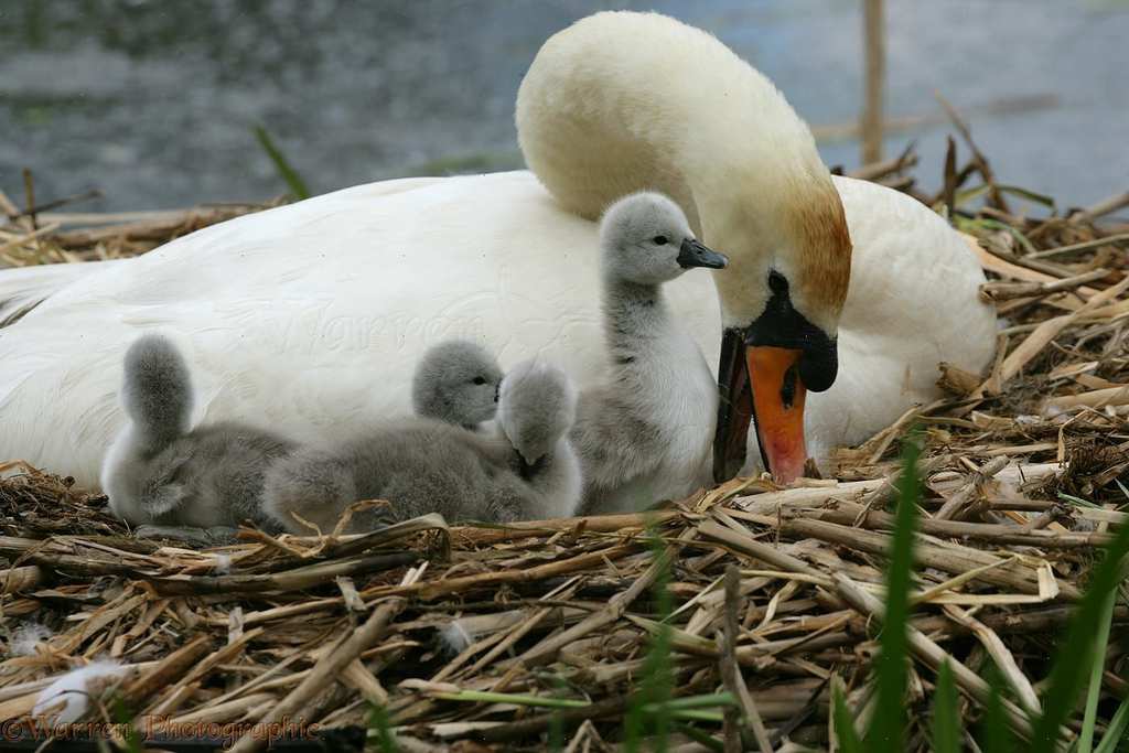 09554-Mute-Swan-with-cygnets