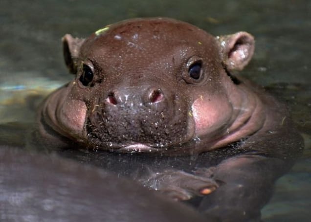 Baby-hippo-is-cute