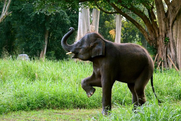 Cute-Elephant-Marching