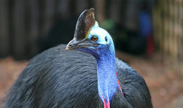 cassowary