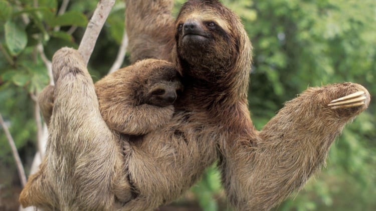 three-toed-sloth-desktop-background