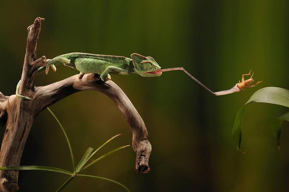 LIZARD