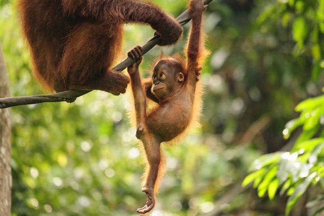 orangutan