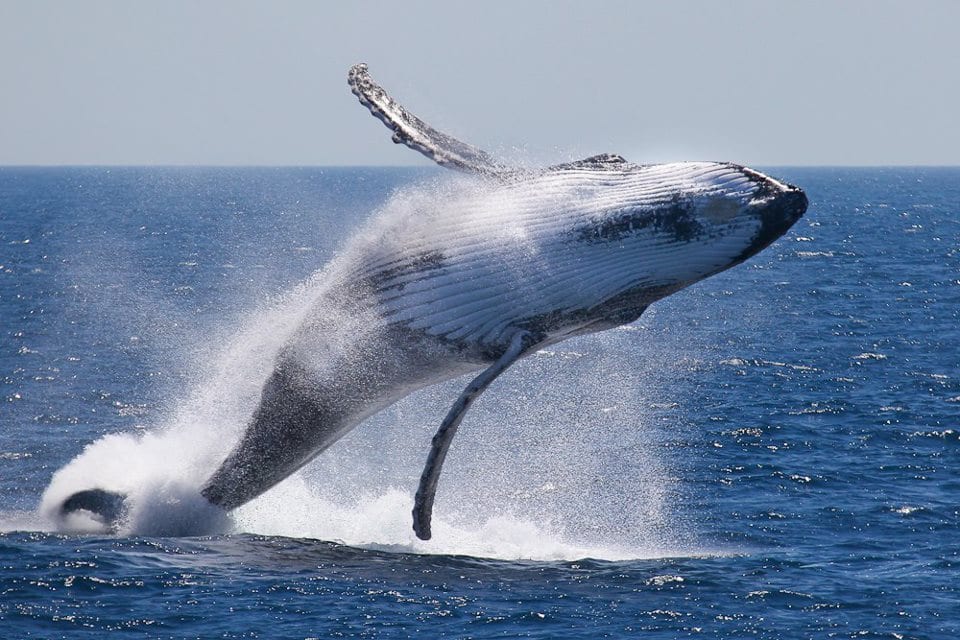 whale-watch