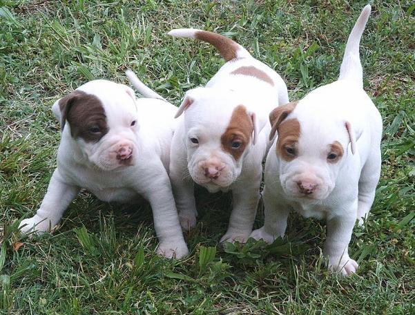 pitbull