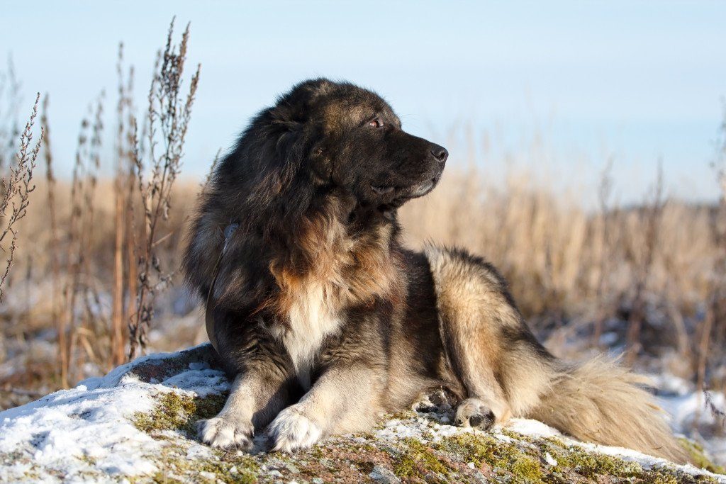 shep