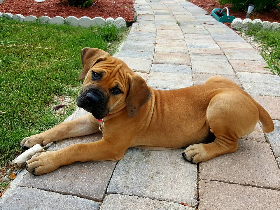 boerboel