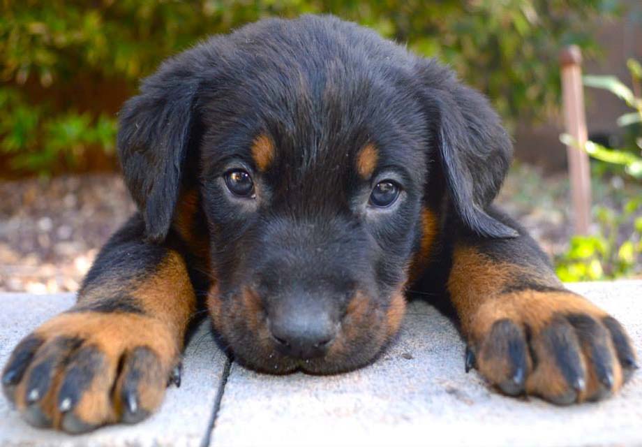 Beauceron_SERP