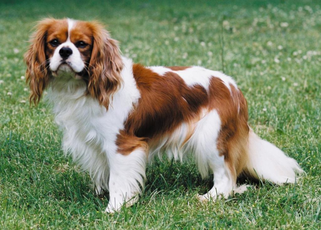 Cavalier-King-Charles-Spaniel-3