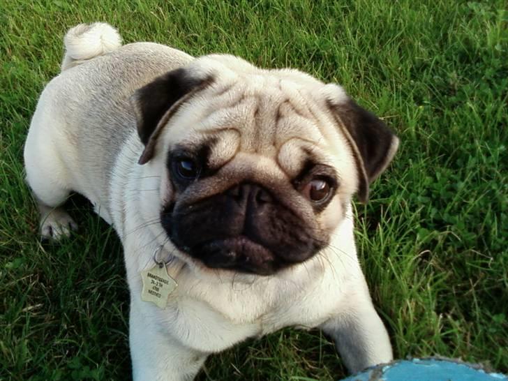 mops-albert_-naestved