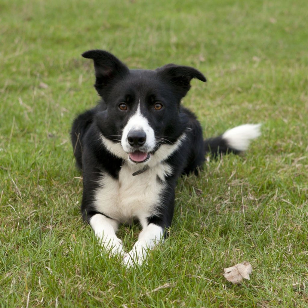 Smooth-coated-collie-Max
