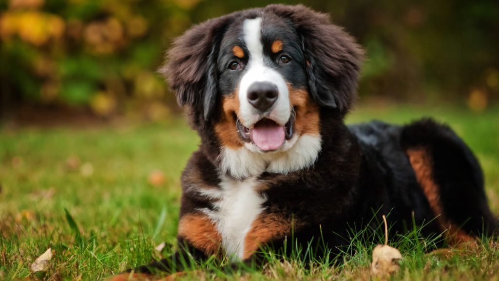 meet-the-breed-bernese-mountain-dog