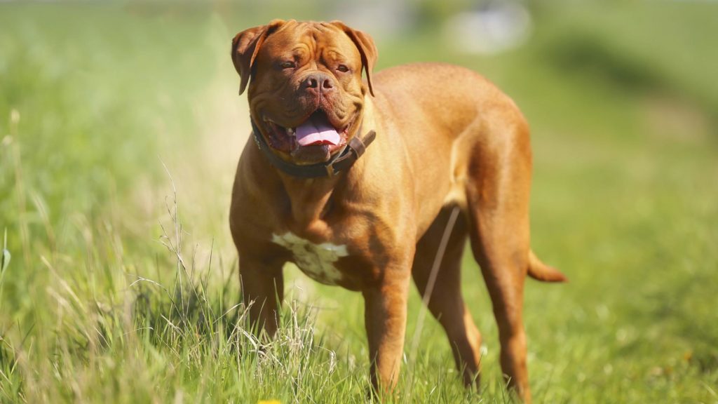 meet-the-breed-dogue-de-bordeaux