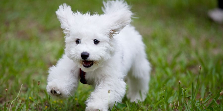 Bichon-Frise-3