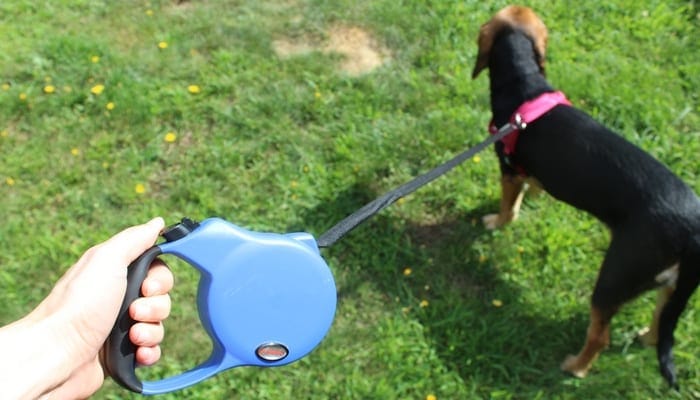 OLLIN-Retractable-Dog-Leash-Review-1